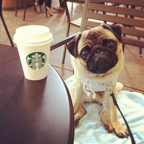 Starbucks Pugs Dog Love Pug Love