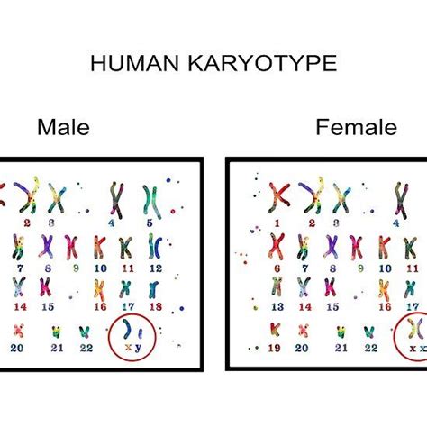 Human Karyotype Male And Female Chromosome By Rosaliartbook