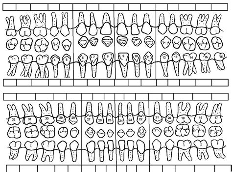 Printable Dental Charts Of Teeth