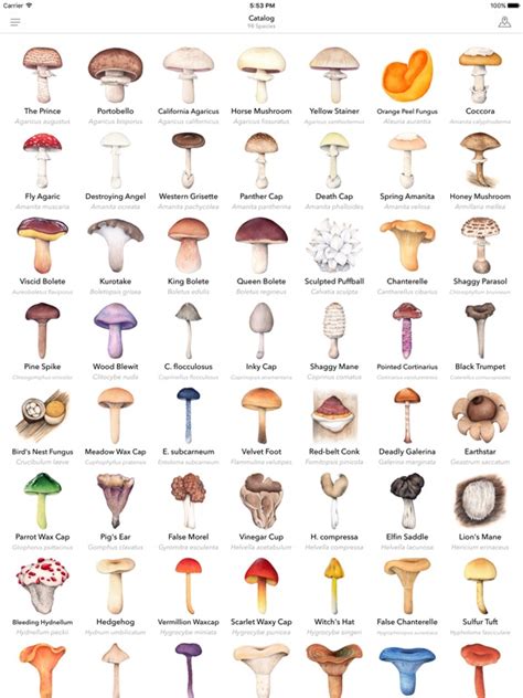 The 330 species are grouped into 5 collections according to key fungi identification features. Mushroom Guide - North America | App Price Drops