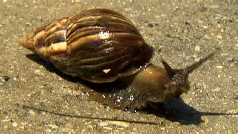 Disease Transmitting Snail Found In Florida News Al Jazeera