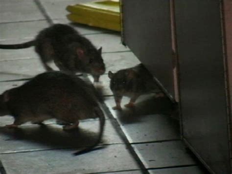 Rodents Have Hit More Than Half Of Nyc Restaurants Records Show New