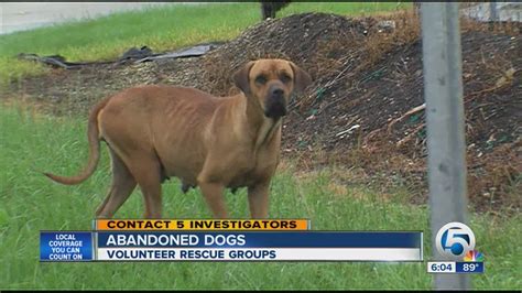 Reports on abandoned Everglades dogs sparks outrage - YouTube