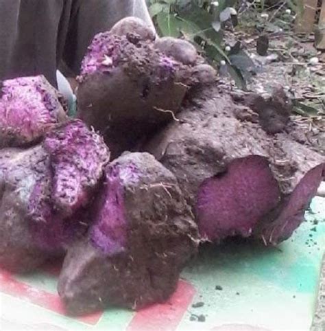 Buy Filipino Purple Yam Dioscorea Alata Ube Purple Yam Not Sweet Potato Rhizoma Online At