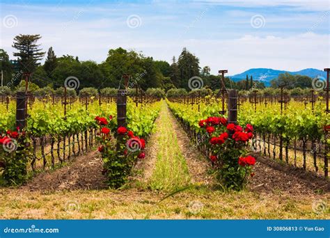 Colorful Vineyards In Napa Valleycalifornia Stock Image Image Of