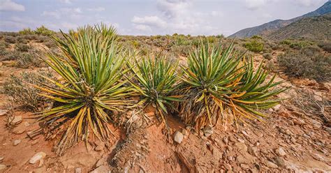 How To Grow And Care For Yucca Gardeners Path