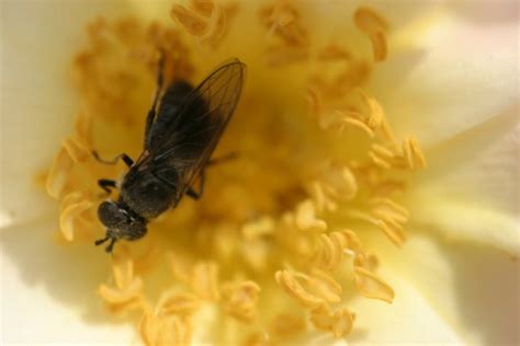 Some other bumblebees and ground bees sting to steal nectar by making a hole near the base of a flower to access the nectar while avoiding pollen. How to Get Rid of Bumble Bees That Burrow Into Wood | eHow