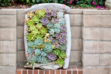 13 Outdoor Succulent Wall Garden Ideas Dalla Vita