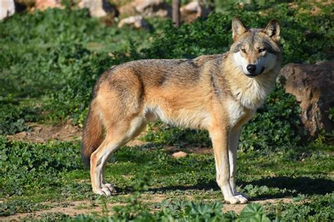 What You Need To Know About Red Wolves The Wolf Center