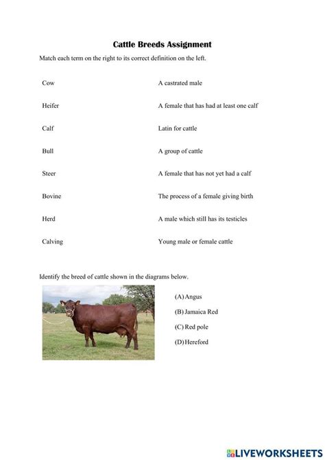 Cattle Breeds Assignment Worksheet Live Worksheets