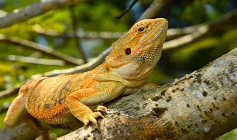 7 Interesting Facts About Bearded Dragons Petsvills
