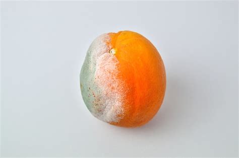 Orange Pourrie Sur Blanc Photo Premium