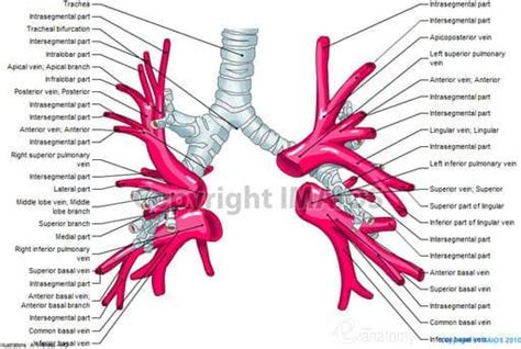 Pulmonary Veins Right Superior Pulmonary Vein Right Inferior