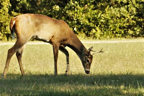 Young Buck Deer Eating Grass Free Stock Photo Public Domain Pictures