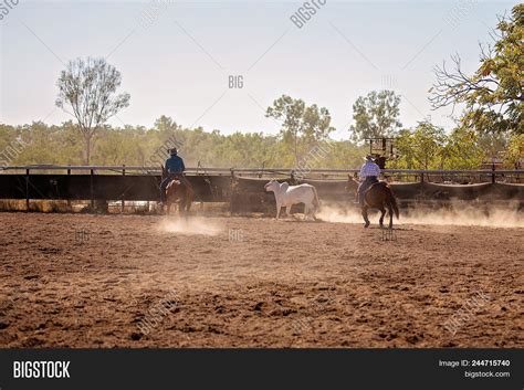 Cowboys Rounding Cow Image & Photo (Free Trial) | Bigstock