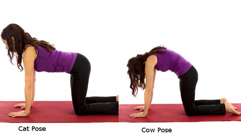 It stretches the back torso and neck, and softly stimulates and strengthens the abdominal organs. 5 Simple Yoga Asanas for Beginners