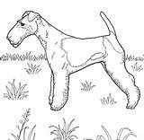 Coloring Kleurplaat Ausmalbild Ausdrucken Hond Coloringpagesonly Russel Designlooter sketch template