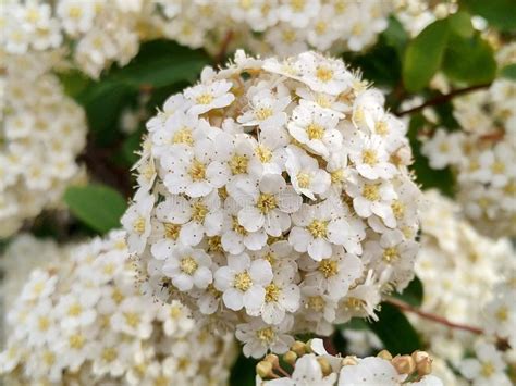 The Viburnum Tinus Commonly Known As Durilloit Is An Indigenous Plant