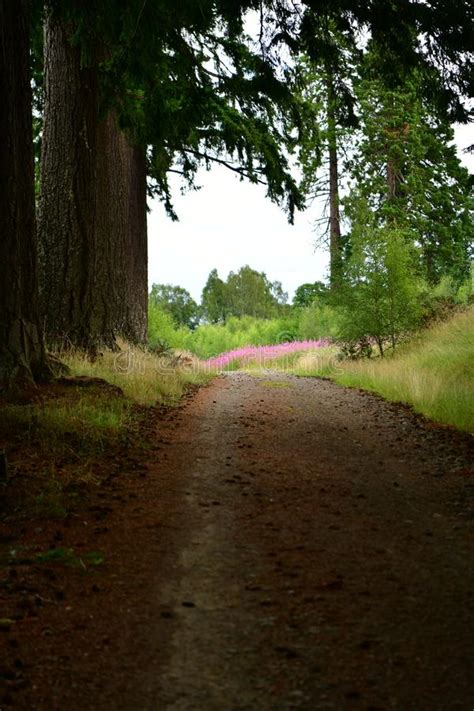 The Scottish Forests Autumn Purple Flowers Stock Photo Image Of