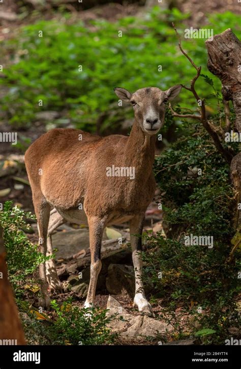 Mouflon Female Hi Res Stock Photography And Images Alamy