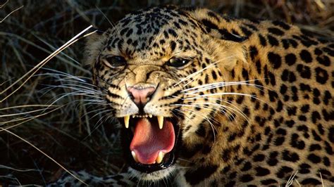 Leopard Hd Wallpapers 1080p Hd Wallpapers High
