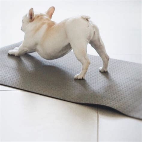 Yoga With Polly • Piggyandpolly Baby Bulldog Puppy Pose French