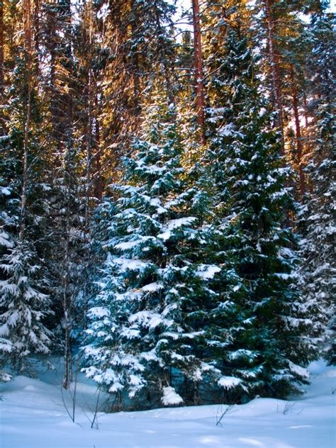 Snow Covered Pine Trees In Winter Forest Stock Photo