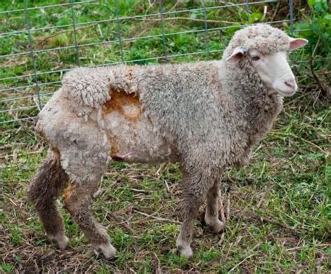 Crookwell Veterinary Hospital Animal Care Sheep Fly Strike