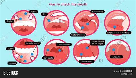 How Check Mouth On Vector And Photo Free Trial Bigstock