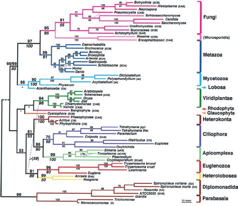 A Kingdom Level Phylogeny Of Eukaryotes Based On Combined Protein