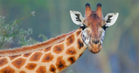 Why Giraffes Have Spots Pursuit By The University Of Melbourne