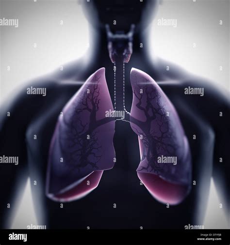 Anatomie Du Poumon Photo Stock Alamy