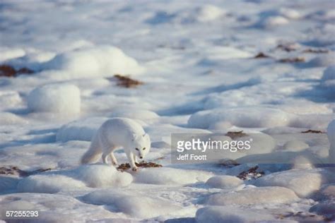 Arctic Fox Walks On The Sea Ice Alopex Lagopus Hudson Bay Canada High