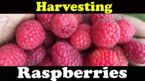 Harvesting Raspberries Youtube