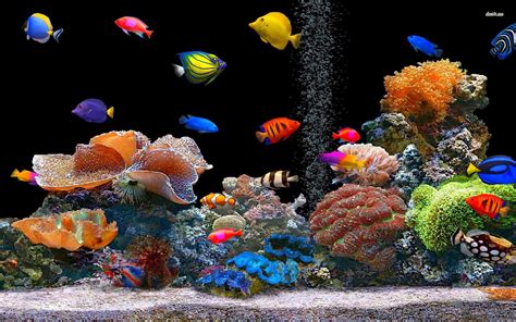 3d Tropical Fish Desktop Wallpapers Wallpapersafari