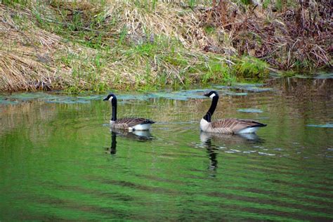 Canada Geese Group Of Large Wild Geese Species Stock Photo Image Of
