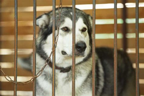 The Animal Abuse And Cruelty Laws Of Texas Attorney