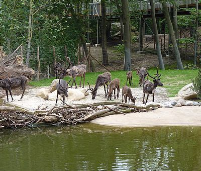 Der zoo osnabrück liegt im osnabrücker stadtteil schölerberg in einem waldgebiet. Zoo Osnabrück - Weltreise an einem Tag