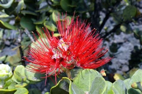 Ohia Lehua A Legendary Plant Of Hawaii Endemic Hawaii Plants