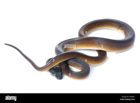 White Lipped Python Cut Out Stock Images And Pictures Alamy