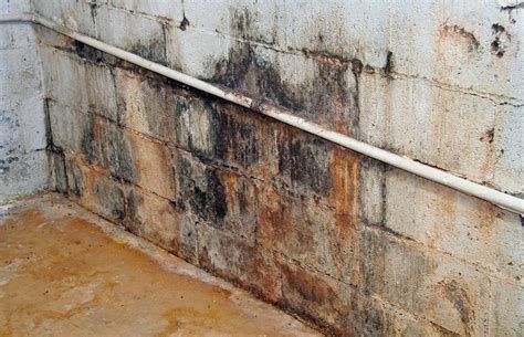 Mold is a fungus which grows fast in moist, humid conditions. How to Get Rid of Mold Odors In the Basement | Orange ...