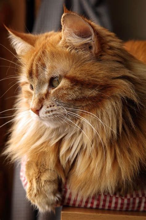 cutinghairgames long haired ginger cat breeds
