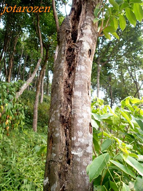 Ontdek de perfecte stockfoto's over agarwood tree en redactionele nieuwsbeelden van getty images kies uit premium agarwood tree van de hoogste kwaliteit. Footsteps - Jotaro's Travels: Malaysia 2014 : Agarwood ...