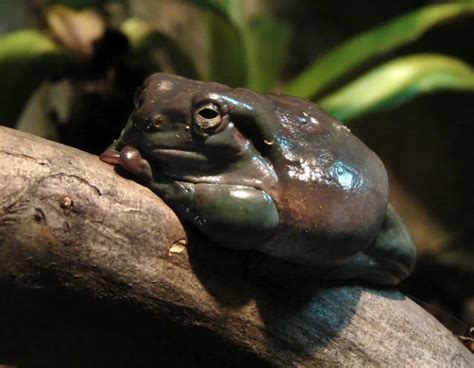 Australian Green Tree Frog Facts Diet Habitat And Pictures On