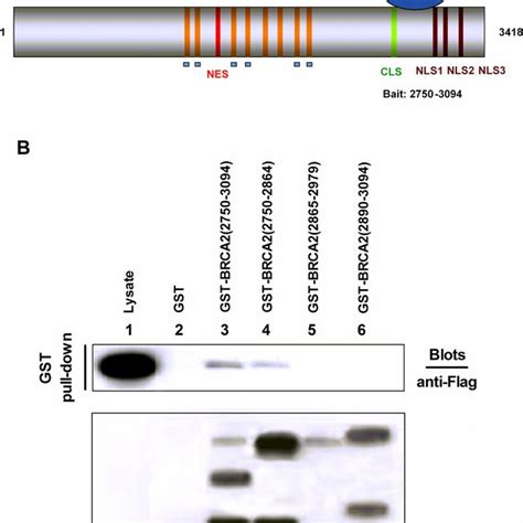 Limd Was A Novel Brca Interacting Protein A Schematic