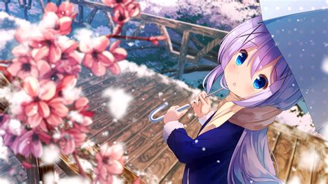 Chino Kafuu 4k Wallpaper Anime Girl Cute Spring