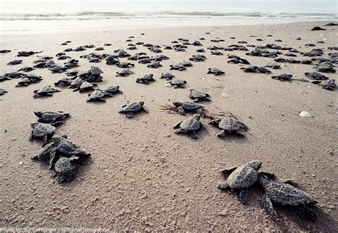 interesting facts about sea turtles just fun facts