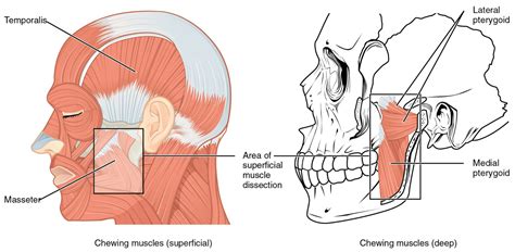 Temporomandibular Joint Dysfunction Tmd Portland Physical Therapy