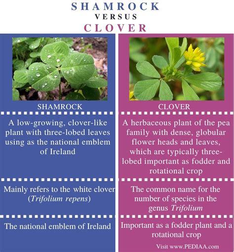 What Is The Difference Between Shamrock And Clover Pediaacom
