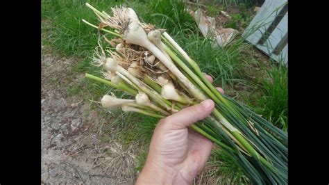 Hunting Wild Edibles In Spring Wild Onion Score Youtube